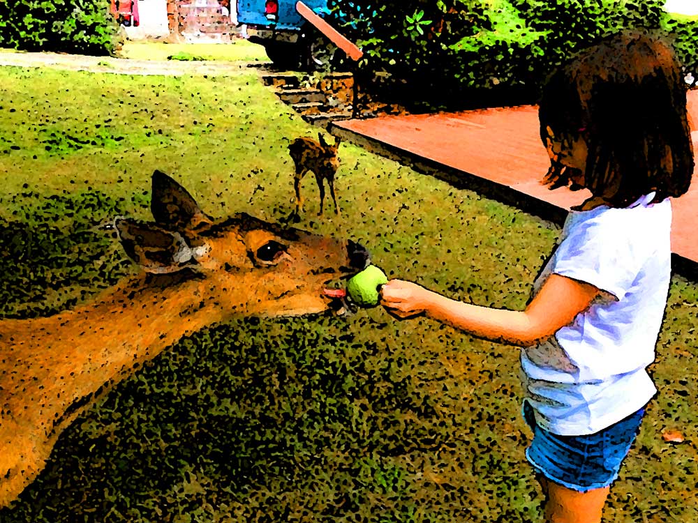 Feeding The Deer - Heron Island, July 2019